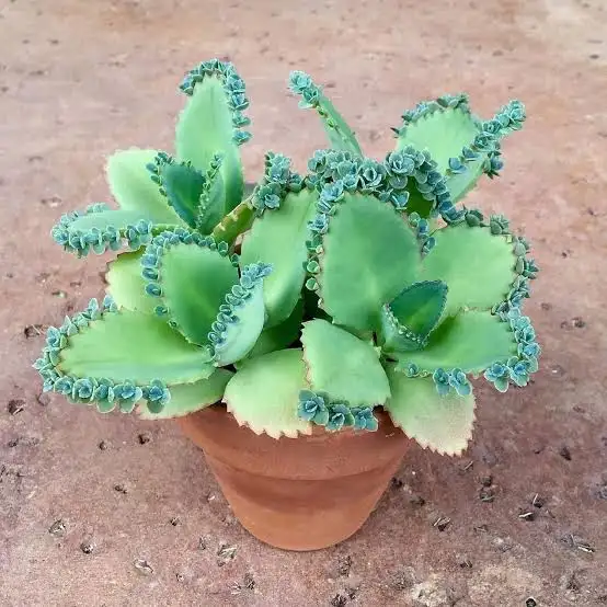 Kalanchoe