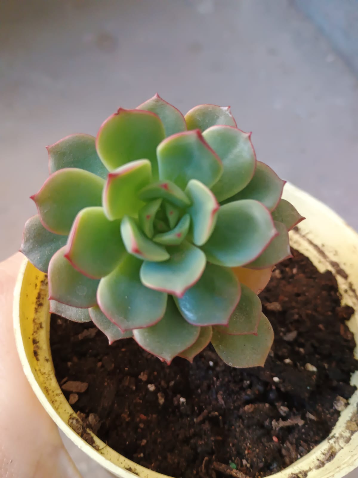 Echeveria Viktor